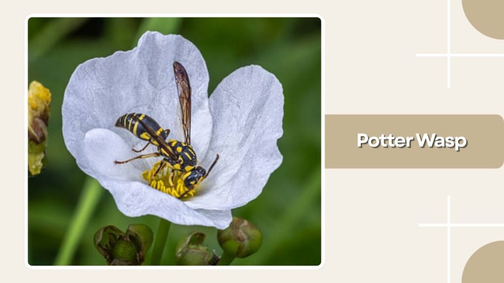 Potter Wasp