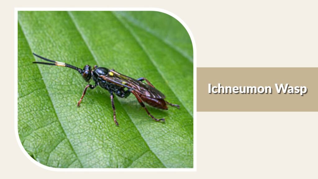 Ichneumon Wasp
