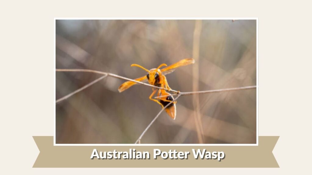 Australian Potter Wasp