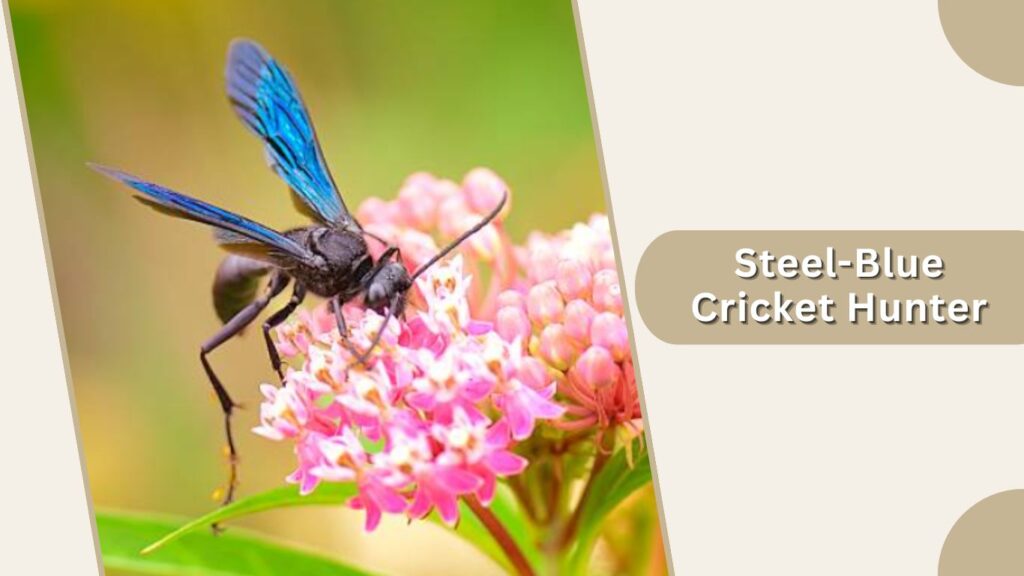 Steel-Blue Cricket Hunter