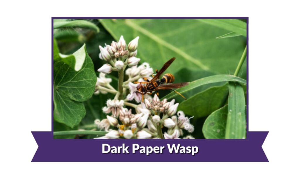 Dark Paper Wasp