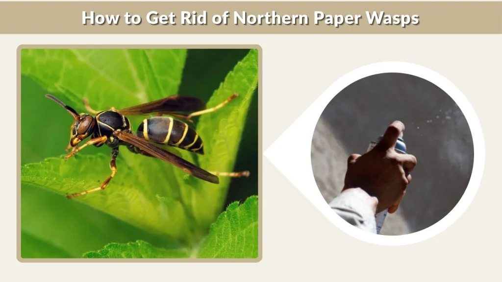 How to Get Rid of Northern Paper Wasps