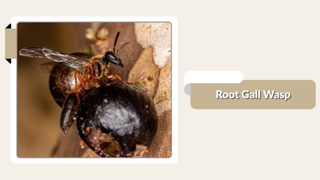 Root Gall Wasp