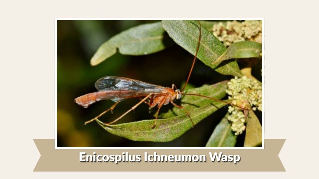 Enicospilus Ichneumon Wasp