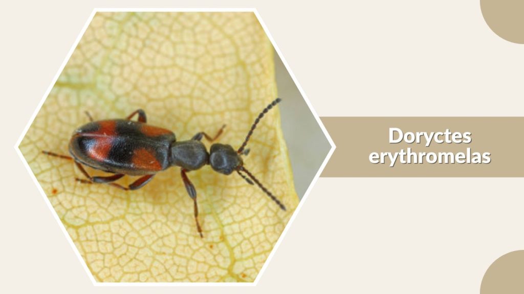 Doryctes erythromelas