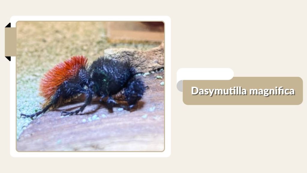 Dasymutilla magnifica