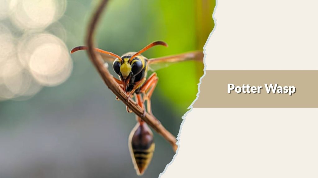 Potter Wasp