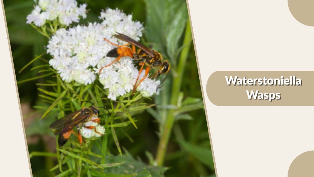Waterstoniella Wasps