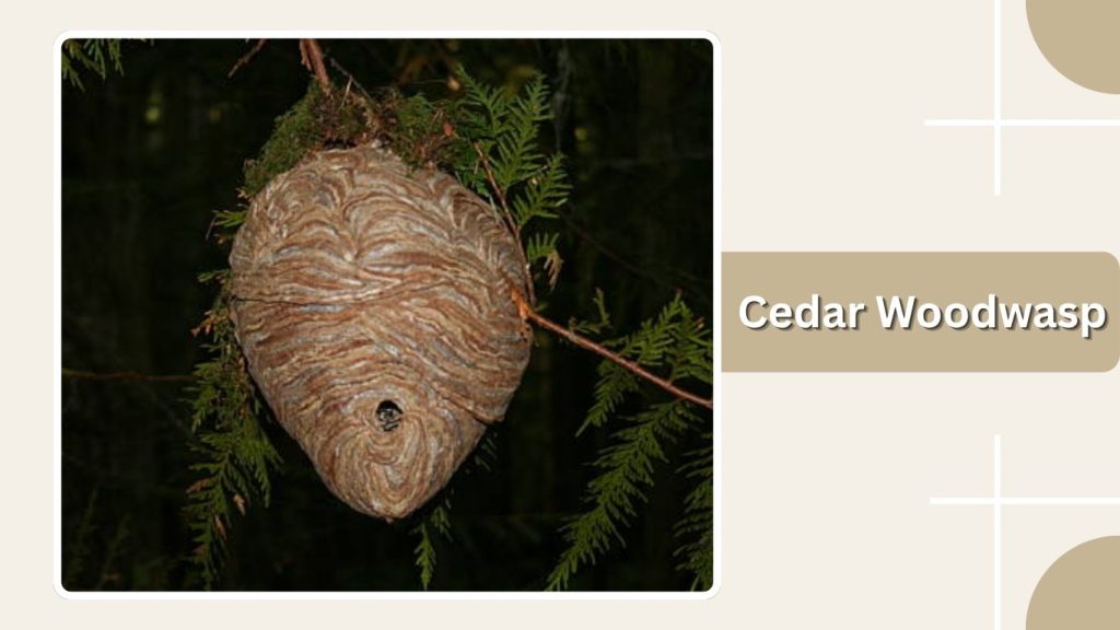 Cedar Woodwasp
