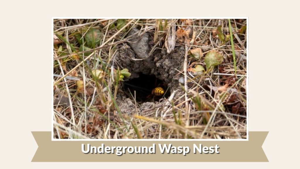 Underground Wasp Nest