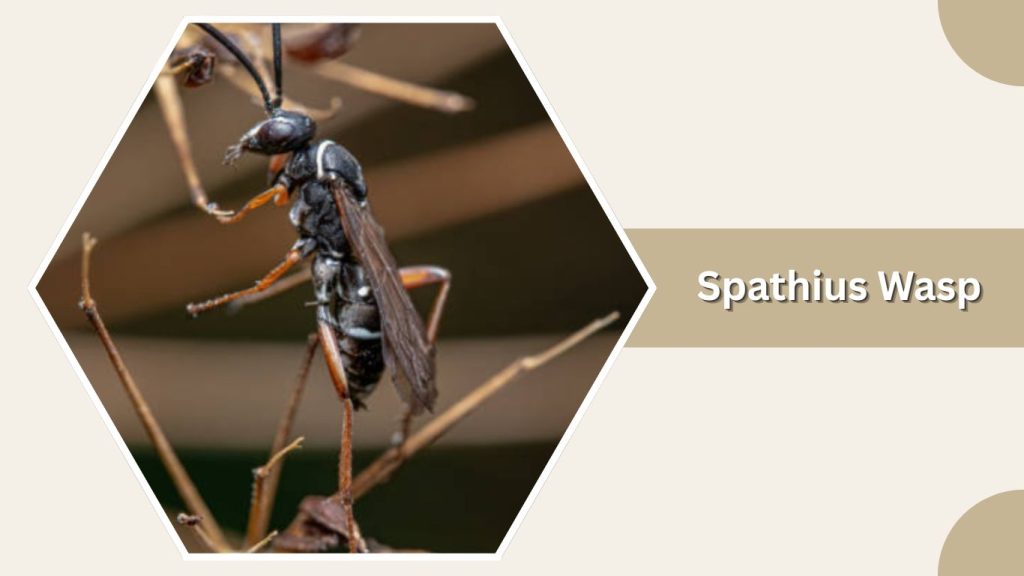 Spathius Wasp