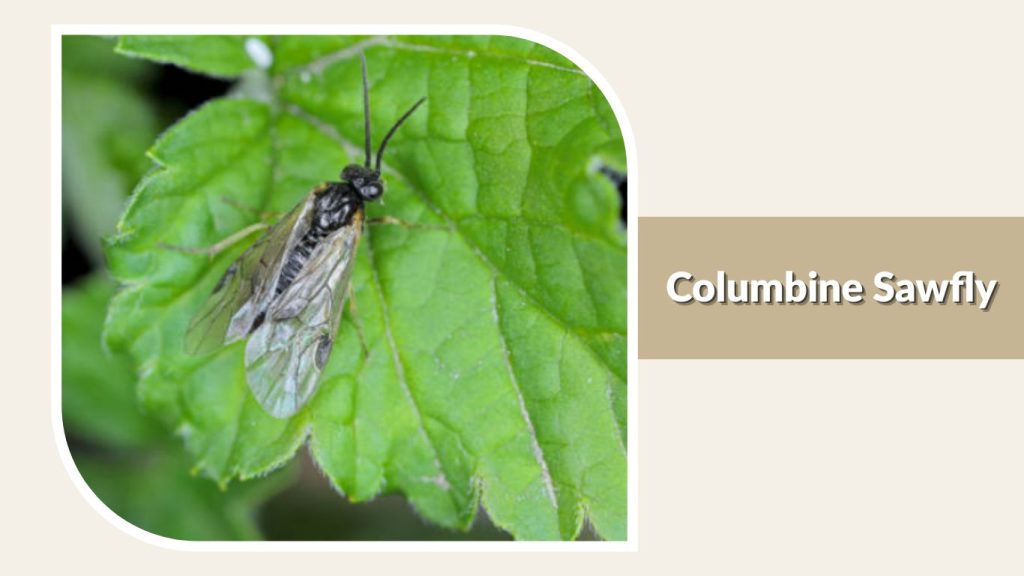 Columbine Sawfly
