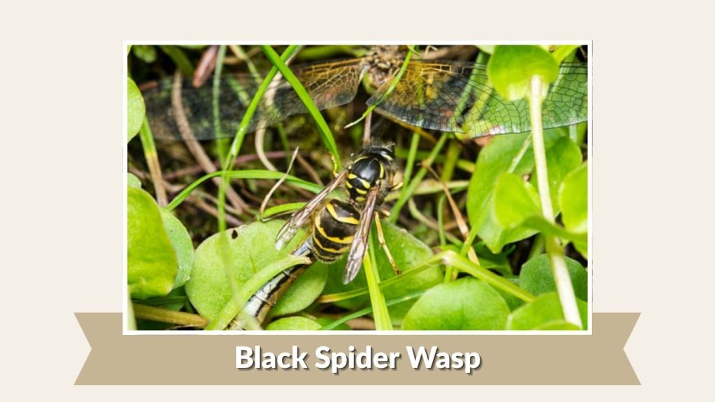Black Spider Wasp