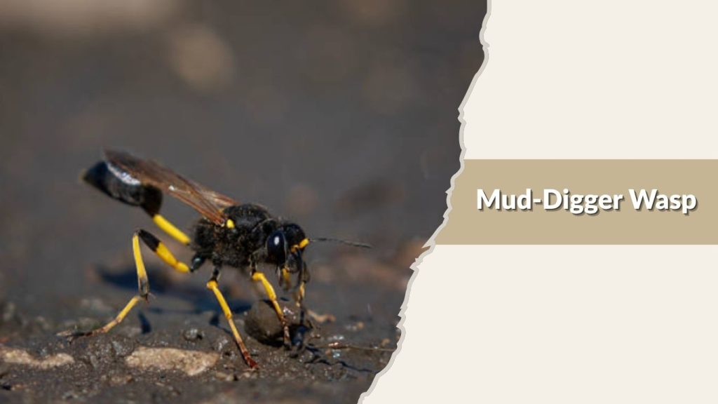 Mud-Digger Wasp