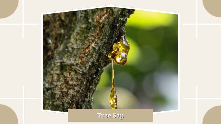 Tree Sap