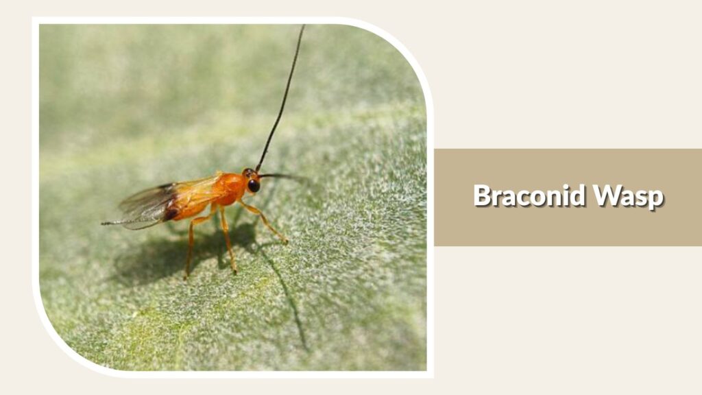 Braconid Wasp