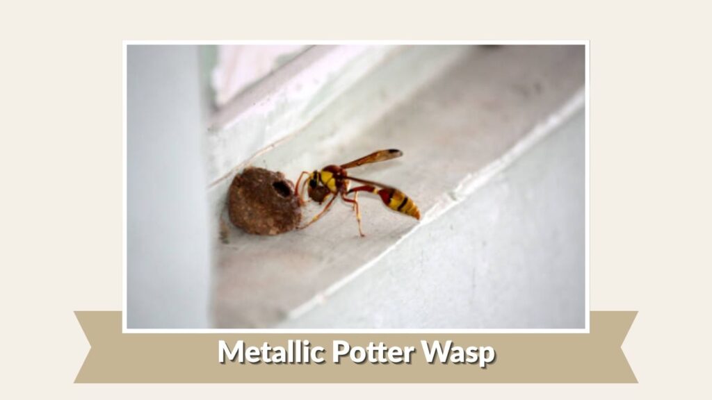 Metallic Potter Wasp