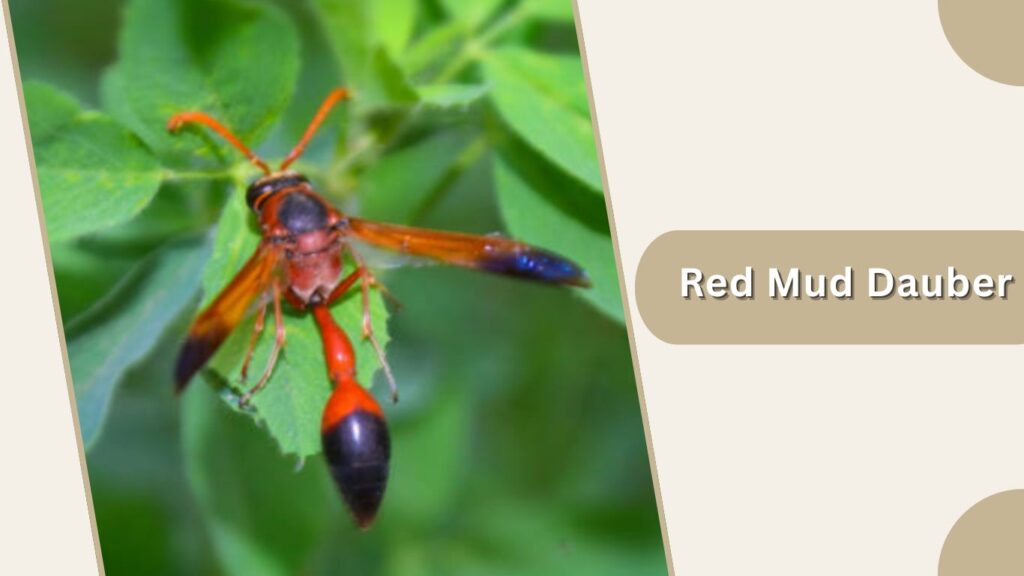 Red Mud Dauber