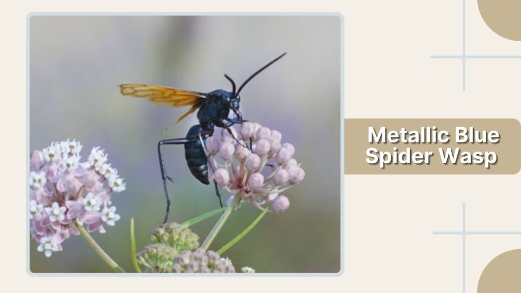 Metallic Blue Spider Wasp