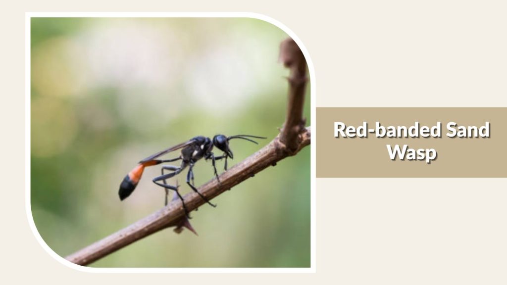 Red-banded Sand Wasp