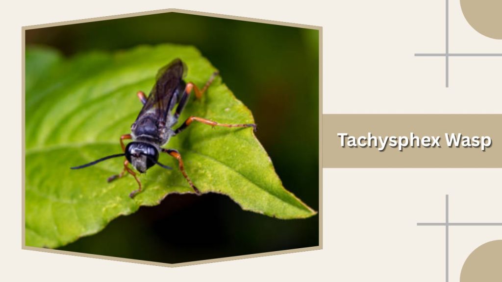 Tachysphex Wasp