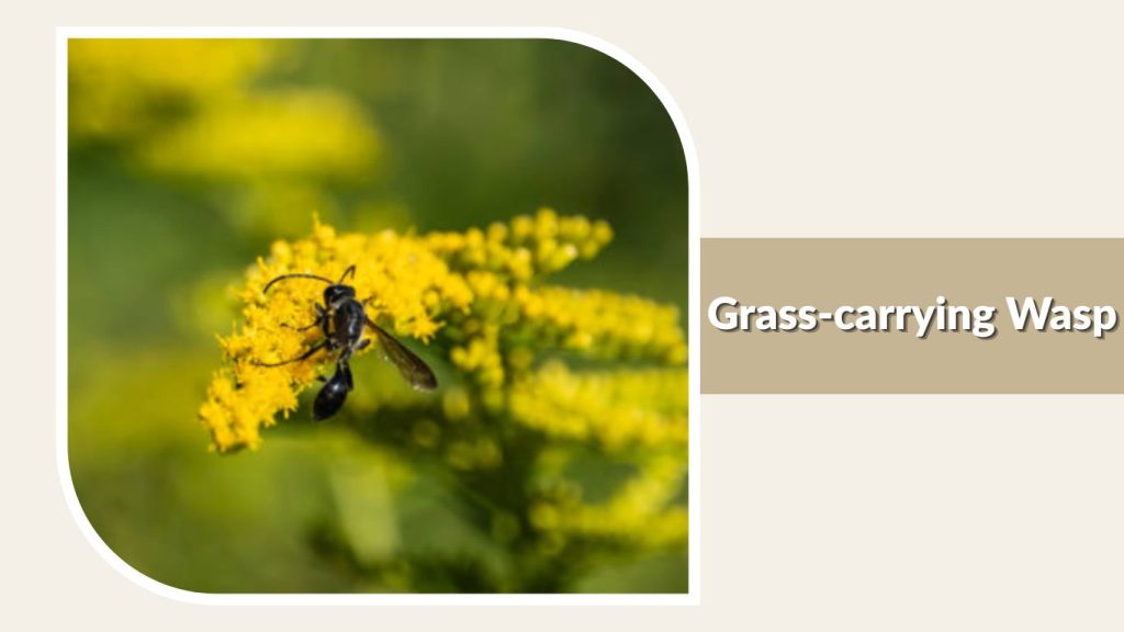 Grass-carrying Wasp