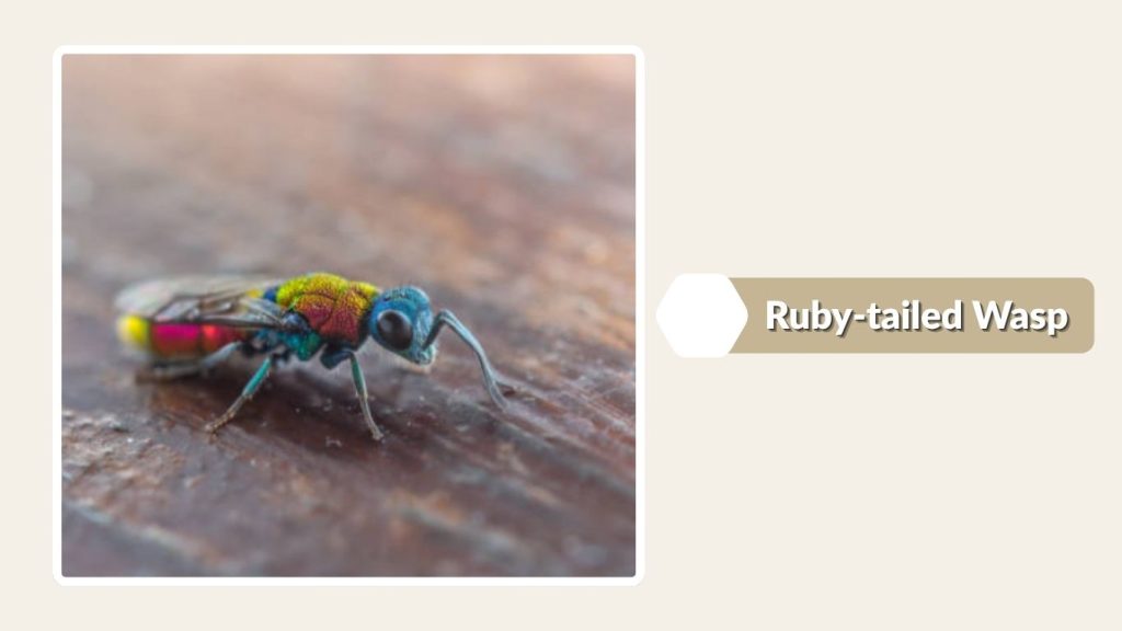  Ruby-tailed Wasp