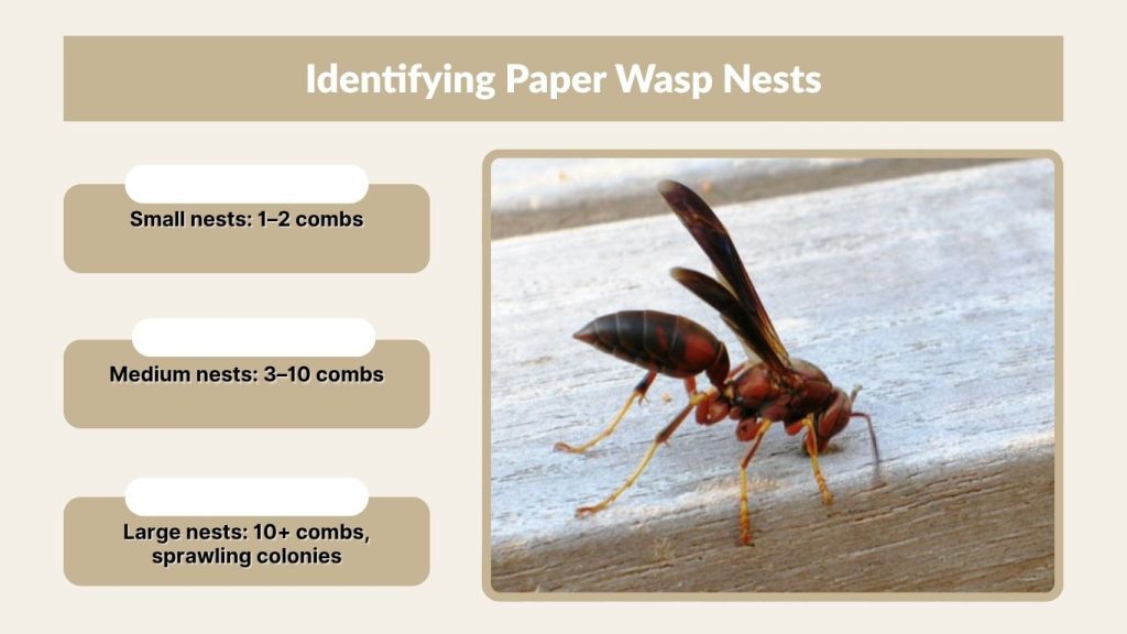 Identifying Paper Wasp Nests