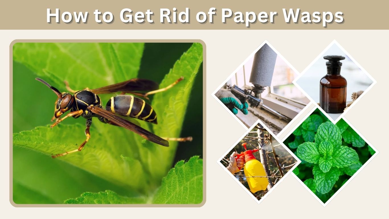 How to Get Rid of Paper Wasps: Remove Nests Safely and Naturally