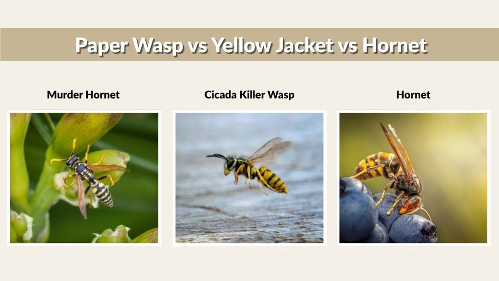 Paper Wasp vs Yellow Jacket vs Hornet