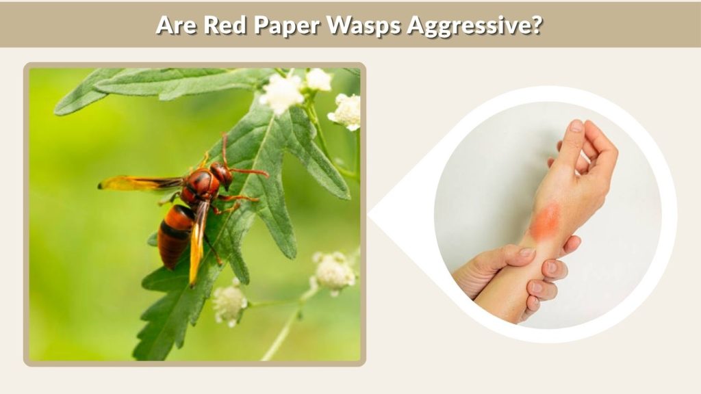 Are Red Paper Wasps Aggressive?