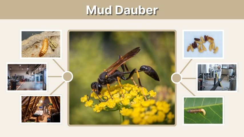Mud Dauber: Identification, Nests and Removal Tips