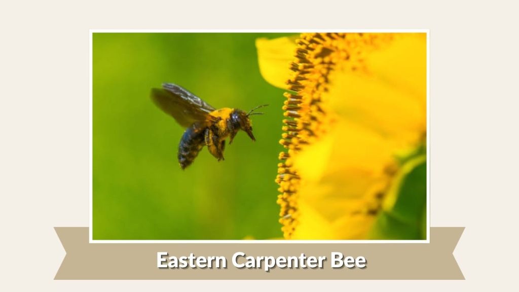 Eastern Carpenter Bee