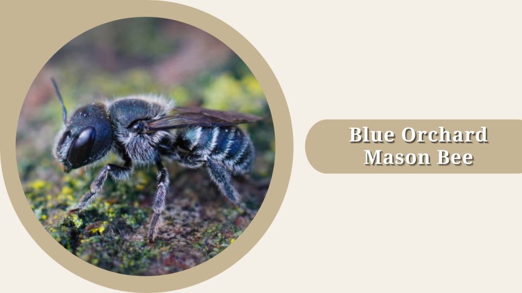 Blue Orchard Mason Bee