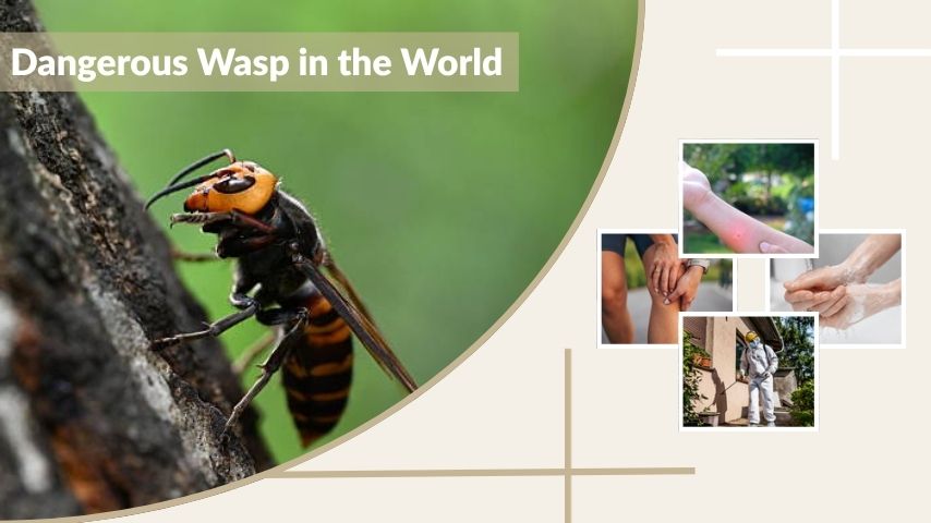 What Is the Most Dangerous Wasp in the World?