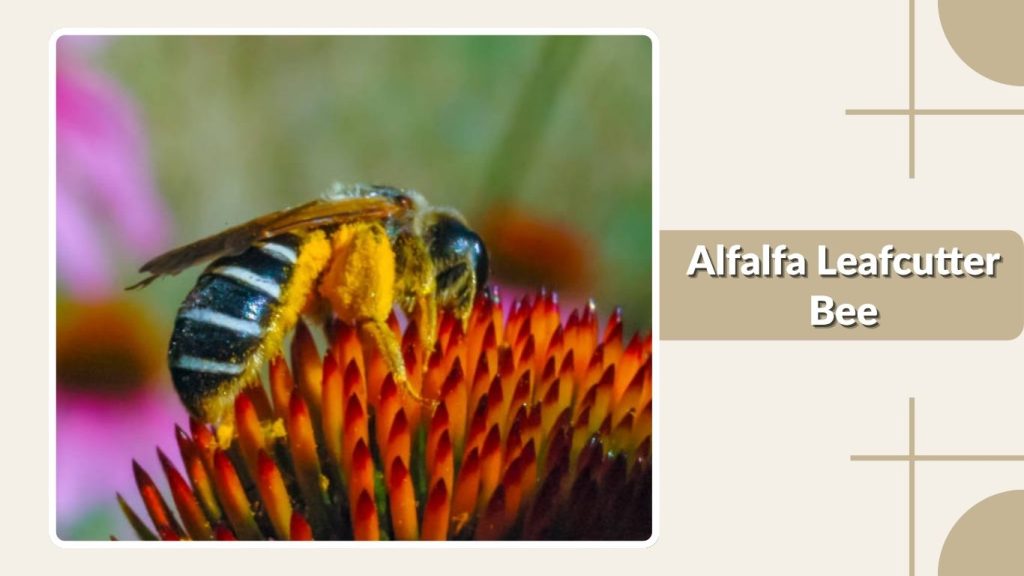 Alfalfa Leafcutter Bee