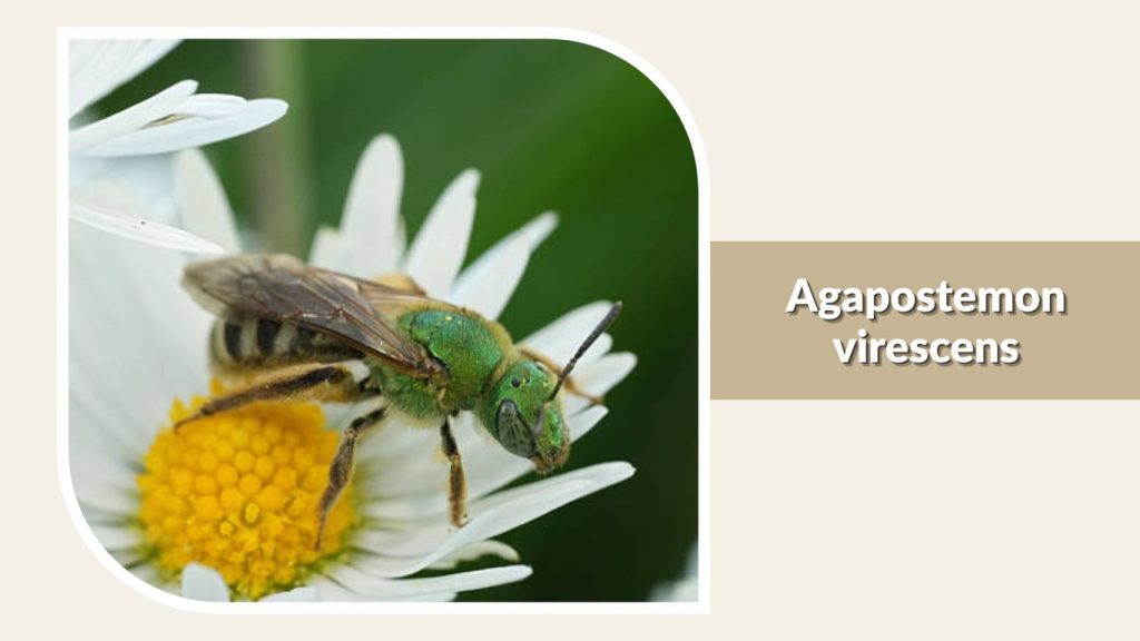 Agapostemon virescens