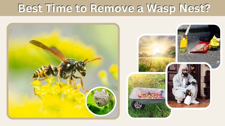 When Is the Best Time to Remove a Wasp Nest?