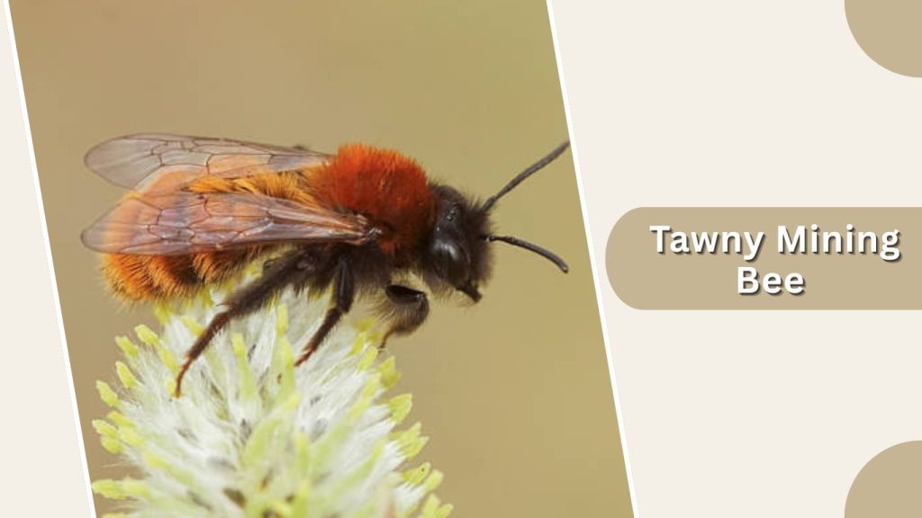 Tawny Mining Bee