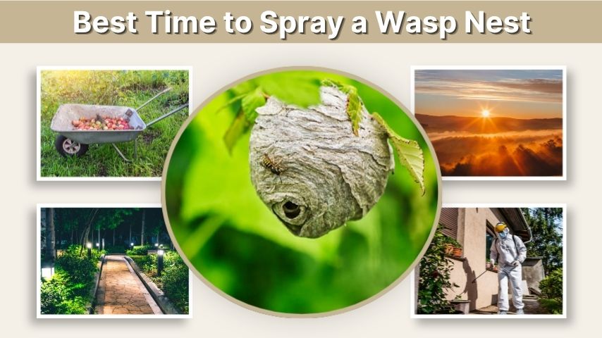 When Is the Best Time to Spray a Wasp Nest? You need to Know