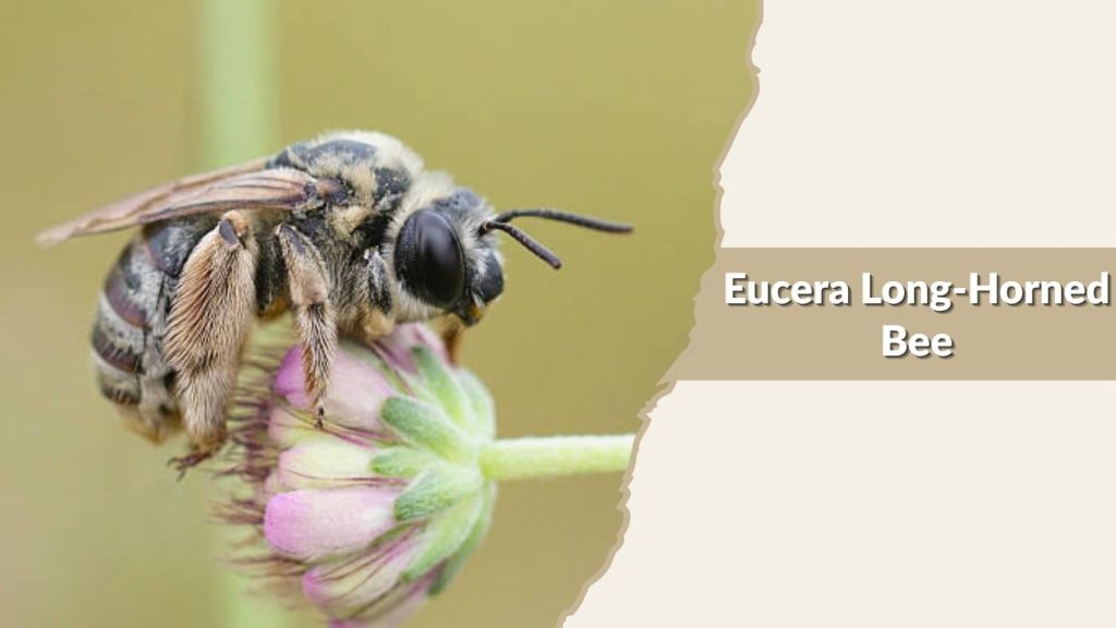 Eucera Long-Horned Bee