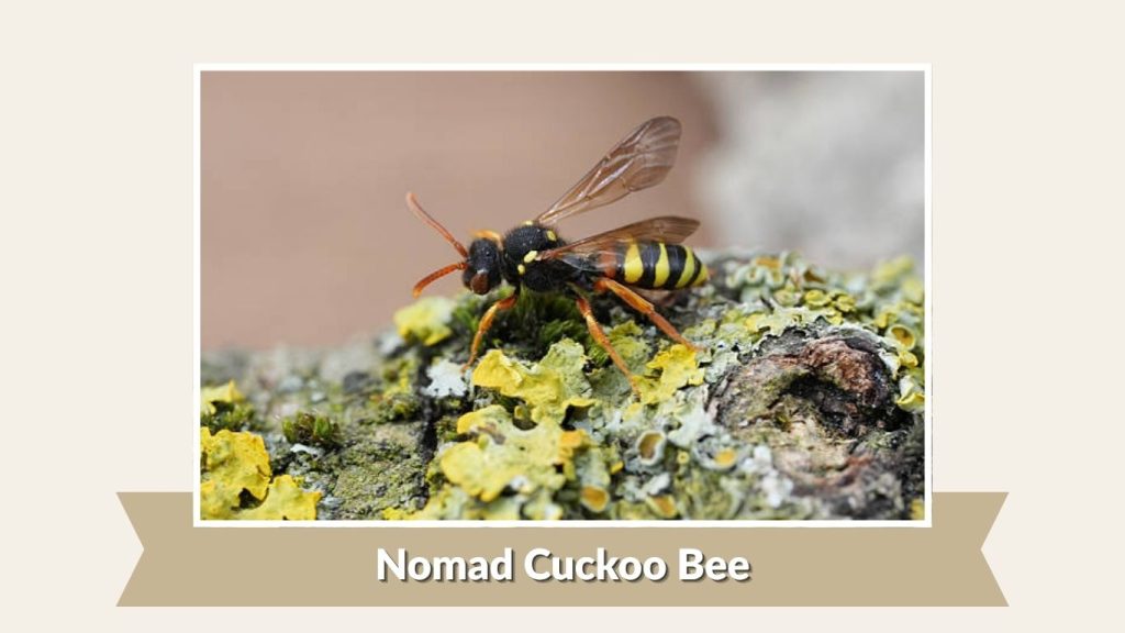 Nomad Cuckoo Bee