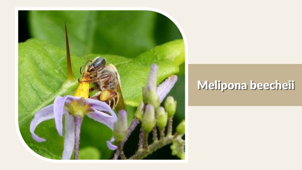 Melipona beecheii