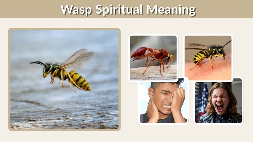 Wasp Spiritual Meaning: Signs, Symbolism, and Messages