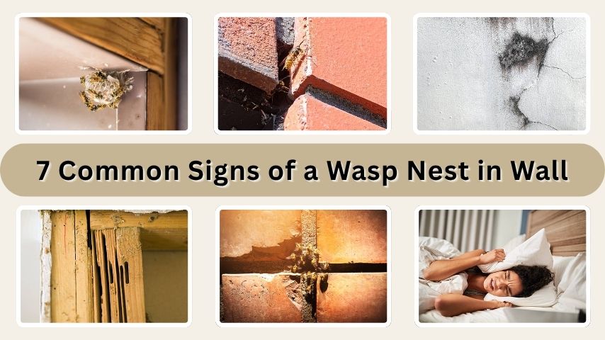 7 Common Signs of a Wasp Nest in Wall