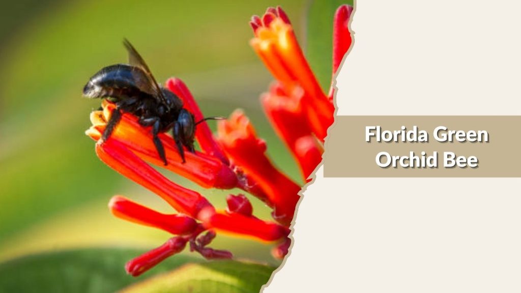 Florida Green Orchid Bee