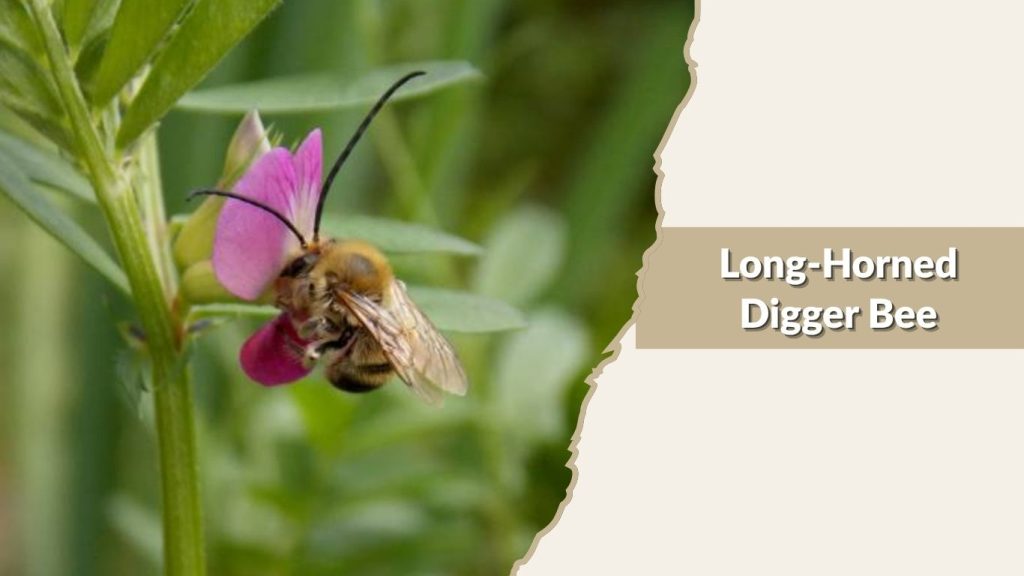 Long-Horned Digger Bee