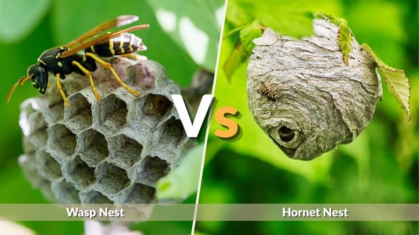 Wasp vs Hornet Nest: Key Differences to Know
