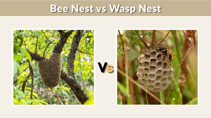 Bee Nest vs Wasp Nest: Key Differences and Safety Tips