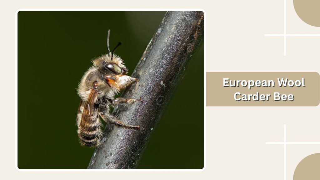  European Wool Carder Bee